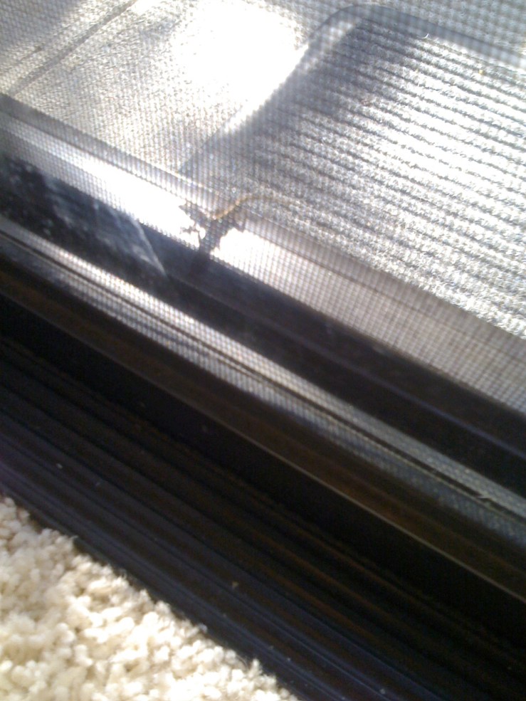 one of my many gecko friends.